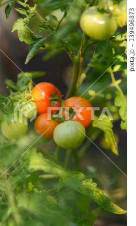 tomatoes on a vine surrounded by blurred green foliage in the garden tomatoes on a vine surrounded by blurred green foliage in the garden 139496873
