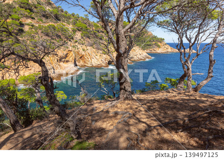 Rocky Mediterranean coastline near Tossa de Mar with pine trees in Catalonia Rocky Mediterranean coastline near Tossa de Mar with pine trees in Catalonia 139497125
