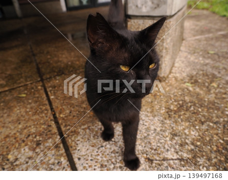 見つめる猫 見つめる猫 139497168