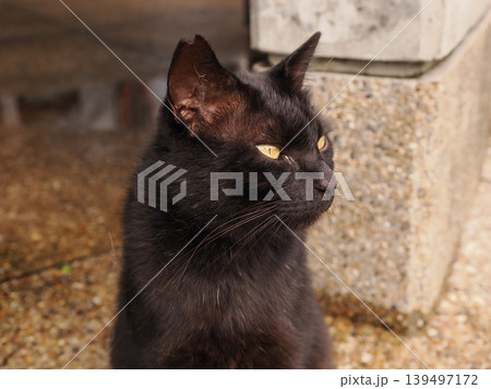見つめる猫 見つめる猫 139497172