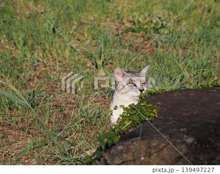 見つめる猫 見つめる猫 139497227