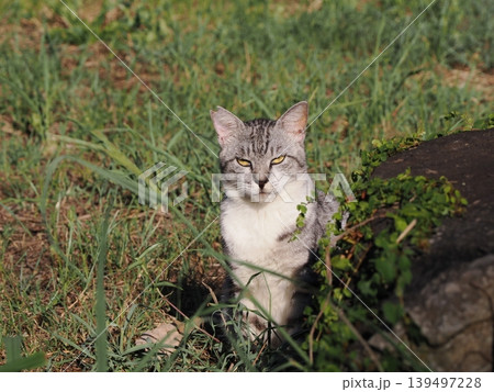 見つめる猫 見つめる猫 139497228
