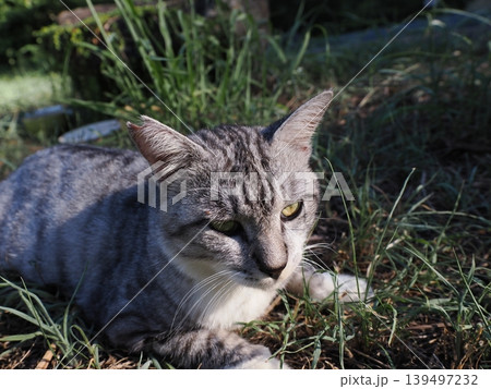 見つめる猫 見つめる猫 139497232
