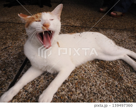 あくびをする可愛い猫 あくびをする可愛い猫 139497360