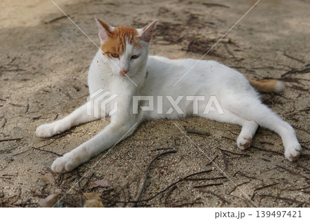 寝転ぶ猫 寝転ぶ猫 139497421