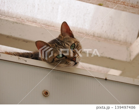 見つめる猫 見つめる猫 139497486