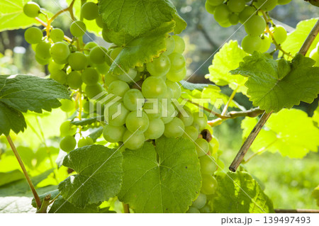 Grapes shine in sunlight 139497493
