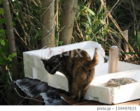 ネコロニーで暮らす可愛い地域猫 ネコロニーで暮らす可愛い地域猫 139497615