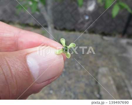 マユミの花 マユミの花 139497690