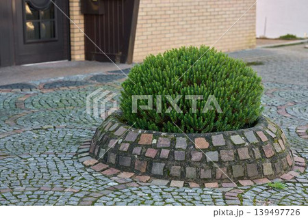 Beautiful round bush in unique stone planter 139497726
