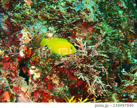 伊豆大島・秋の浜で撮影したモンツキハギの幼魚 伊豆大島・秋の浜で撮影したモンツキハギの幼魚 139497840