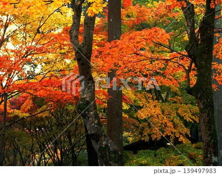 A peaceful collection of Japanese autumn landscapes featuring colorful maple trees, traditional temples, bamboo forests, and serene garden paths. These images capture the calm beauty of nature, warm 139497983