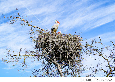 A white stork in the treetop at the Vallcalent Wildlife Center in Lleida, Catalonia, Spain. A white stork in the treetop at the Vallcalent Wildlife Center in Lleida, Catalonia, Spain. 139498092