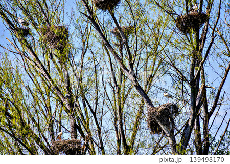A white stork in the treetop at the Vallcalent Wildlife Center in Lleida, Catalonia, Spain. A white stork in the treetop at the Vallcalent Wildlife Center in Lleida, Catalonia, Spain. 139498170