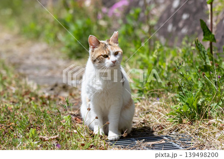 公園の三毛猫 公園の三毛猫 139498200