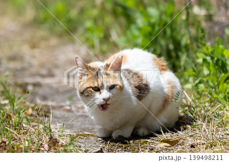 公園の三毛猫 公園の三毛猫 139498211