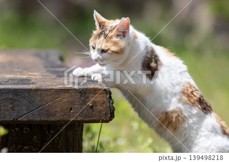 公園の三毛猫 公園の三毛猫 139498218