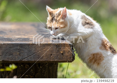 公園の三毛猫 公園の三毛猫 139498219
