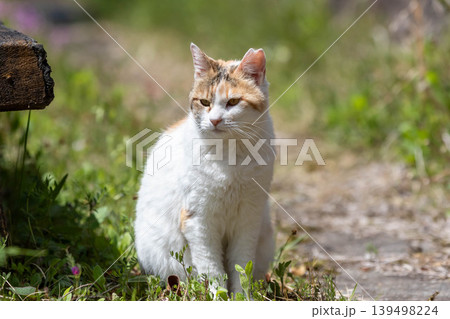 ひだまりの三毛猫 139498224