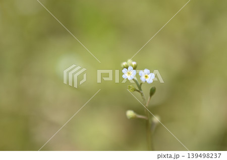 胡瓜草 胡瓜草 139498237