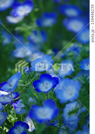瑠璃唐草 139498239