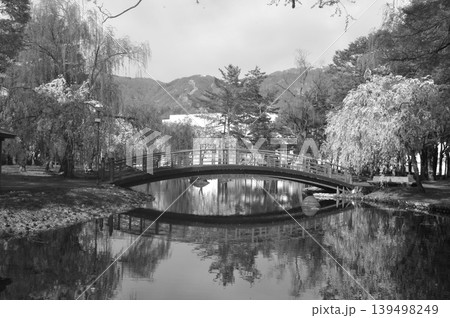 日本　新潟　越後湯沢　中央公園　枝垂れ桜 139498249