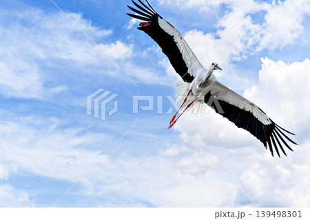 A white stork flying in its natural habitat under a blue sky with white clouds, above the Vallcalent Wildlife Center in Lleida, Catalonia, Spain. A white stork flying in its natural habitat under a blue sky with white clouds, above the Vallcalent Wildlife Center in Lleida, Catalonia, Spain. 139498301