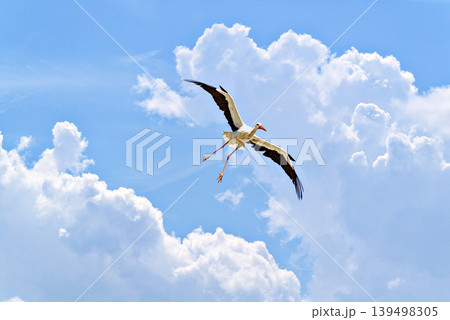 A white stork flying in its natural habitat under a blue sky with white clouds, above the Vallcalent Wildlife Center in Lleida, Catalonia, Spain. A white stork flying in its natural habitat under a blue sky with white clouds, above the Vallcalent Wildlife Center in Lleida, Catalonia, Spain. 139498305