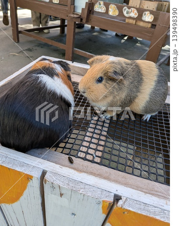 動物園 動物園 139498390