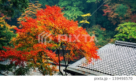 A peaceful collection of Japanese autumn landscapes featuring colorful maple trees, traditional temples, bamboo forests, and serene garden paths. A peaceful collection of Japanese autumn landscapes featuring colorful maple trees, traditional temples, bamboo forests, and serene garden paths. 139498570