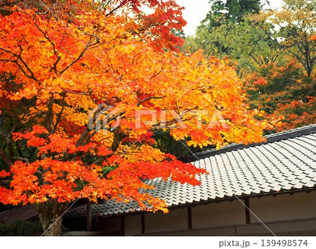 A peaceful collection of Japanese autumn landscapes featuring colorful maple trees, traditional temples, bamboo forests, and serene garden paths. A peaceful collection of Japanese autumn landscapes featuring colorful maple trees, traditional temples, bamboo forests, and serene garden paths. 139498574