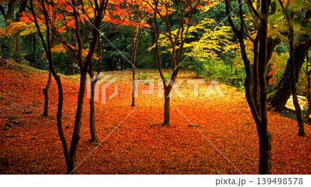 colorful autumn trees in forest colorful autumn trees in forest 139498578