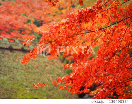 red maple leaves in autumn 139498584