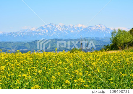 満開の菜の花畑越しに望む残雪の越後三山山並み 満開の菜の花畑越しに望む残雪の越後三山山並み 139498721