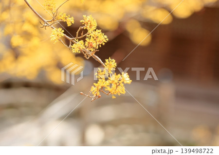 サンシュユの花 春黄金花 サンシュユの花 春黄金花 139498722