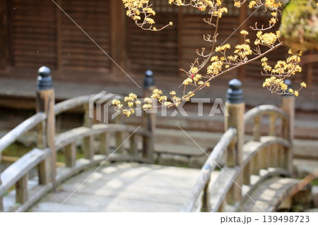 サンシュユの花 春黄金花 サンシュユの花 春黄金花 139498723