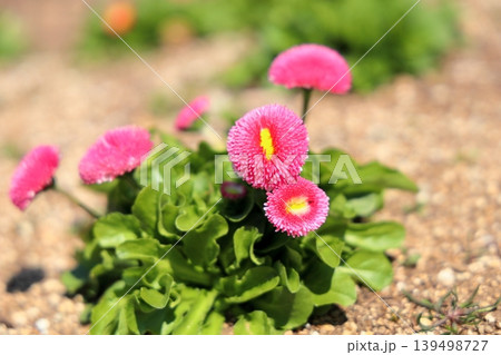 可愛い デイジーの花 春が来た 可愛い デイジーの花 春が来た 139498727