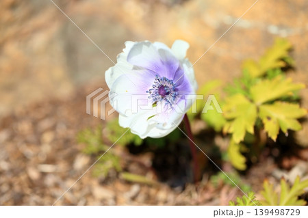 爽やか アネモネの花 爽やか アネモネの花 139498729