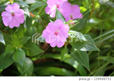 可愛い インパチェンスの花 可愛い インパチェンスの花 139498731