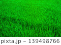 風に揺れる稲 139498766
