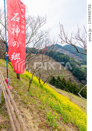 田辺梅林　(2月　曇り) 139498788