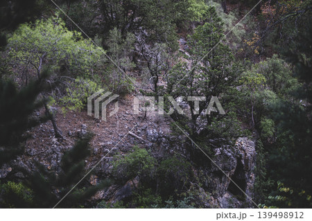 Natural Forest Scene at Dusk. Natural Forest Scene at Dusk. 139498912