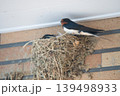 ツバメの巣と親鳥 139498933