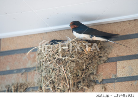 ツバメの巣と親鳥 ツバメの巣と親鳥 139498933