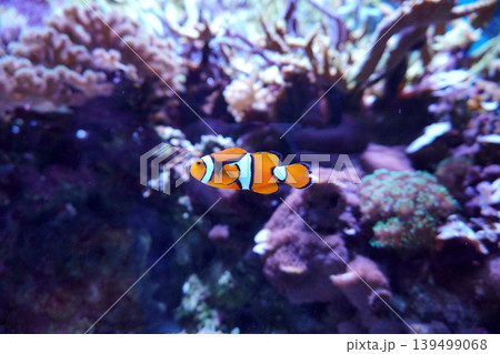 水槽の中を泳ぐカクレクアノミ04 139499068