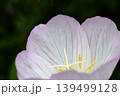 昼咲月見草が咲いた 139499128