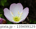ピンクの昼咲月見草の花が開いた 139499129