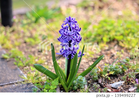 爽やか　ヒヤシンスの花 139499227