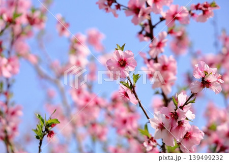 可愛い　アーモンドの花 139499232