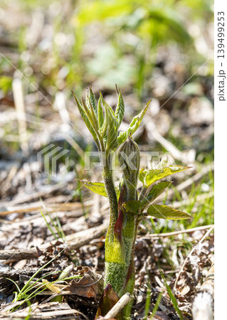 北海道の春の山菜・地面から芽吹くウドの新芽 北海道の春の山菜・地面から芽吹くウドの新芽 139499253